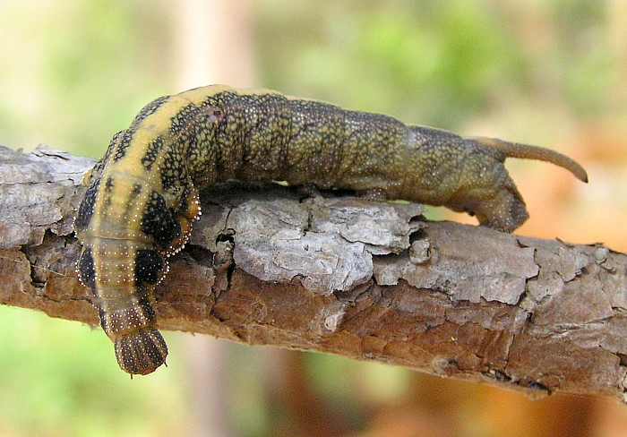 Pre-pupation larva of Enpinanga assamensis, Kon Ka Kinh National Park general office, Gia Lai Province, Vietnam, 820m, 10.iv 2012. Photo: © Vadim Zolotuhin