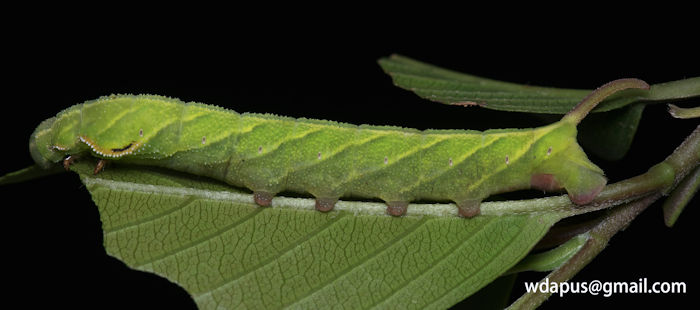 Final instar larva of Enpinanga assamensis, Hong Kong, 2020. Photo: © WangDa Cheng.