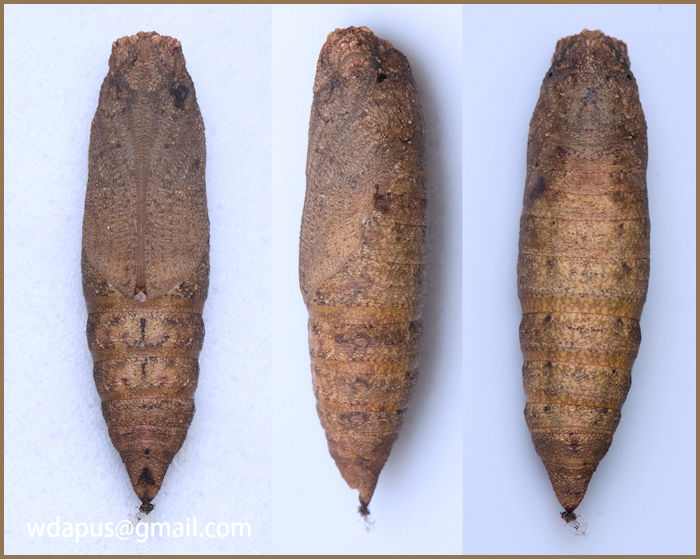 Pupa of Enpinanga assamensis, Hong Kong, 2020. Photo: © WangDa Cheng.