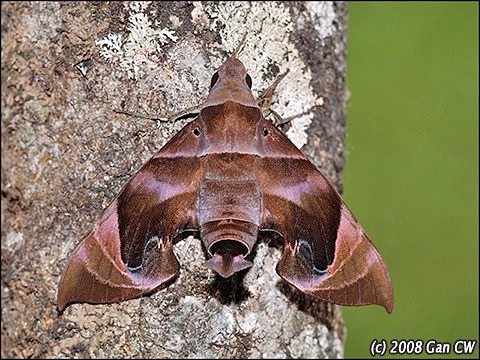 Adult Eurypteryx bhaga, Bukit Fraser, Malaysia. Photo: © CheongWeei Gan.