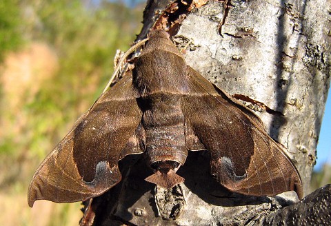 Adult Eurypteryx bhaga, Doi Angkhang, Chiang Mai, Thailand, 26.vii.2006, 1400m. Photo: © Thomas Ihle.