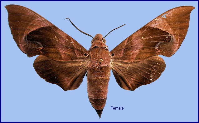 Female Eurypteryx bhaga. Photo: © NHMUK