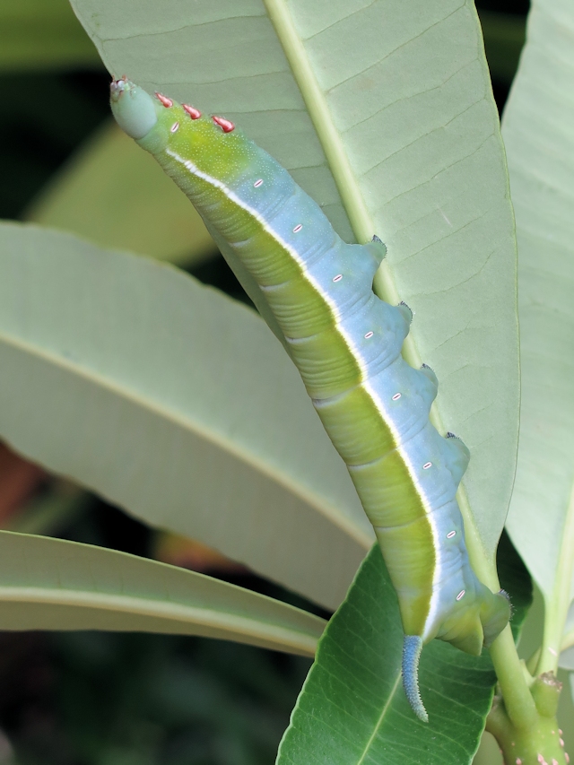 Full-grown larva of Eurypteryx bhaga. Photo: © Gary Saunders.
