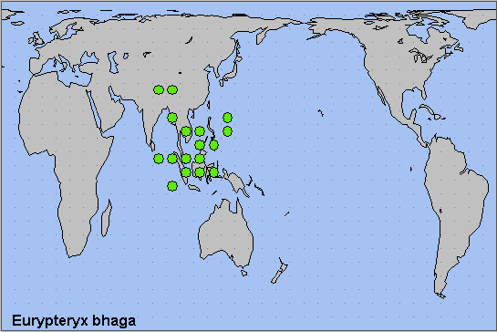 Global distribution of Eurypteryx bhaga. Map: © NHMUK.
