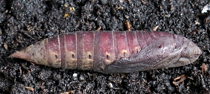 Pupa of Eurypteryx bhaga. Photo: © Gary Saunders.