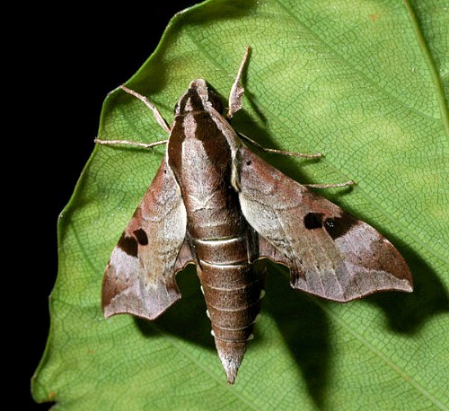 Male Enpinanga borneensis, Singapore. Photo: © Leong Tzi Ming.