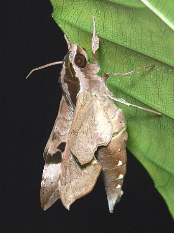 Male Enpinanga borneensis, Singapore. Photo: © Leong Tzi Ming.