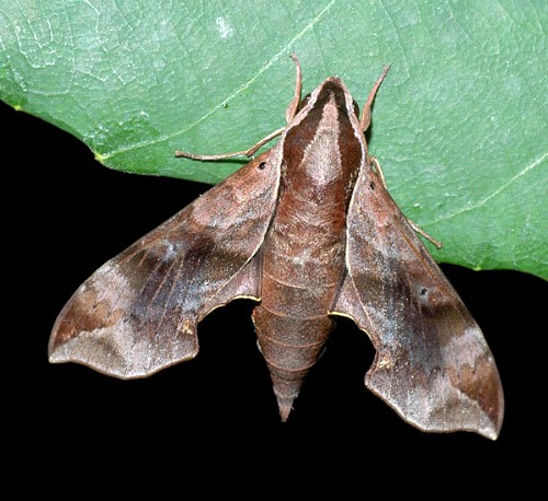 Female Enpinanga borneensis, Singapore. Photo: © Leong Tzi Ming.