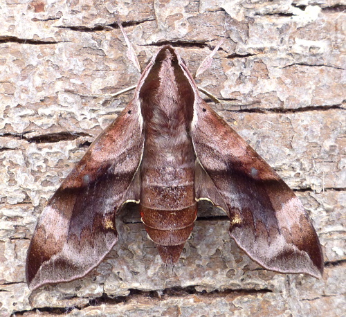 Female Enpinanga borneensis, Cyberjaya, Kuala Lumpur area, Selangor, Malaysia, iv.2017. Photo: © Tony Pittaway.