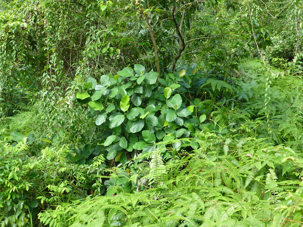 Typical habitat of Enpinanga borneensis with Dillenia suffruticosa, Cyberjaya, Kuala Lumpur area, Selangor, Malaysia, iv.2017. Photo: © Tony Pittaway.