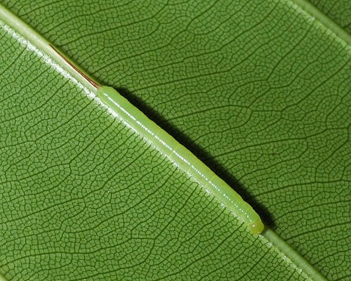 Young larva of Enpinanga borneensis, Singapore. Photo: © Leong Tzi Ming.