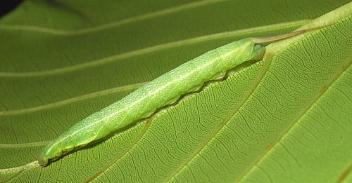 Intermediate larva of Enpinanga borneensis, Singapore. Photo: © Leong Tzi Ming.