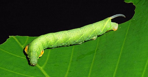 Final instar larva of Enpinanga borneensis, Singapore. Photo: © Leong Tzi Ming.