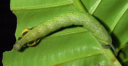 Pre-pupation larva of Enpinanga borneensis, Singapore. Photo: © Leong Tzi Ming.