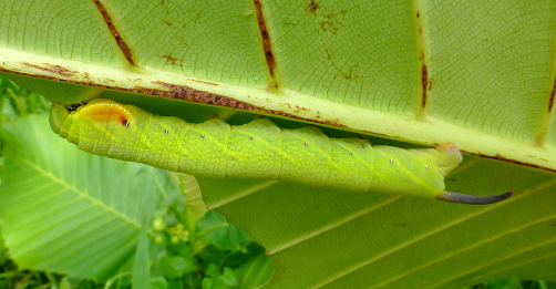Final instar larva of Enpinanga borneensis on Dillenia suffruticosa, Cyberjaya, Kuala Lumpur area, Selangor, Malaysia, 4.iv.2017. Photo: © Tony Pittaway.
