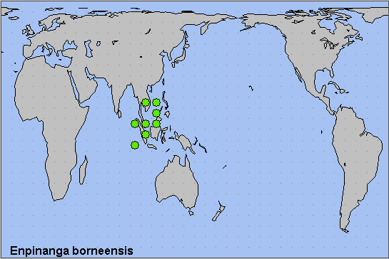 Global distribution of Enpinanga borneensis. Map: © NHMUK.