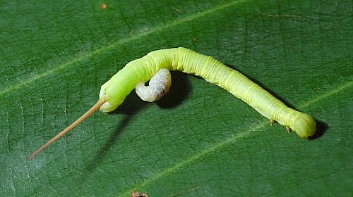 Young larva of Enpinanga borneensis with parasite larva, Singapore. Photo: © Leong Tzi Ming.