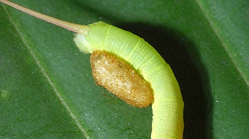 Young larva of Enpinanga borneensis with parasite cocoon, Singapore. Photo: © Leong Tzi Ming.
