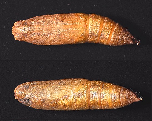 Pupa of Enpinanga borneensis, Singapore. Photo: © Leong Tzi Ming.