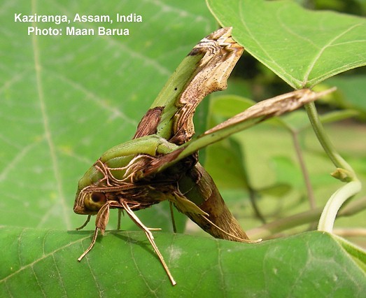 Adult of Eupanacra busiris busiris in resting position, Kaziranga, Assam, India. Photo: © Maan Barua