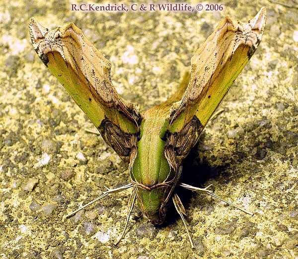 Adult of Eupanacra busiris busiris in resting position, Hong Kong. Photo: © Roger Kendrick