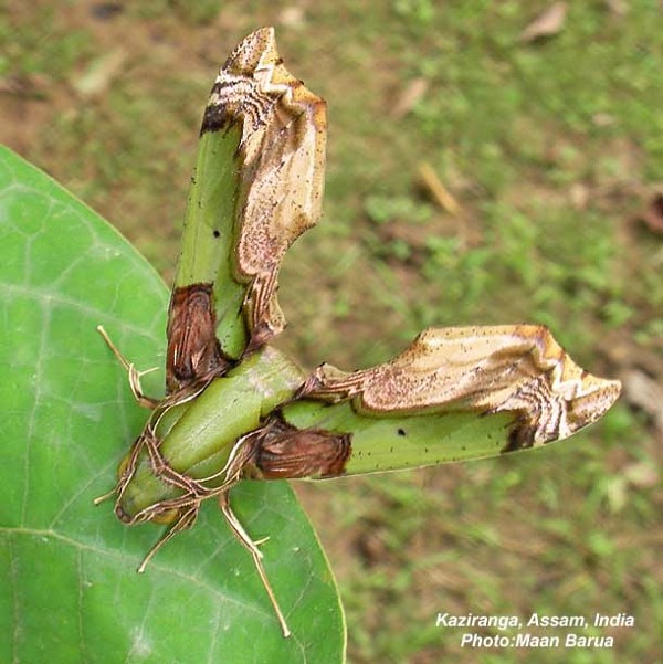 Adult of Eupanacra busiris busiris in resting position, Kaziranga, Assam, India. Photo: © Maan Barua