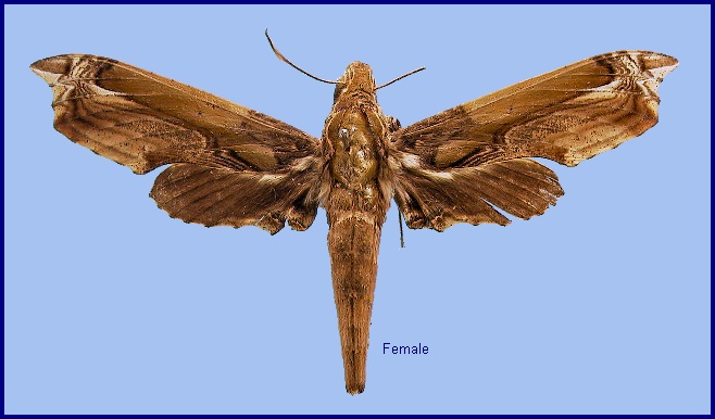 Female Enpinanga busiris busiris. Photo: © NHMUK