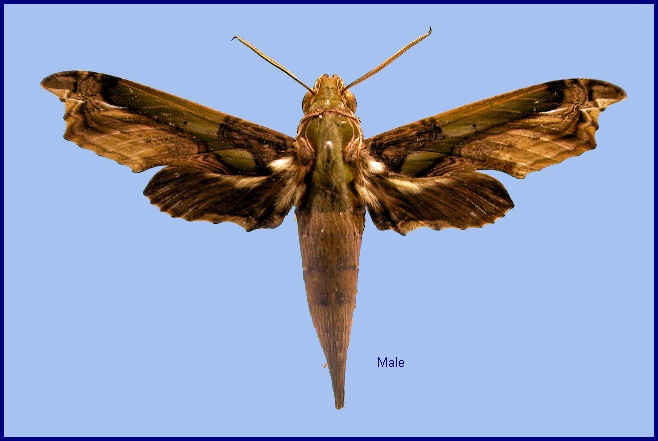 Male Enpinanga busiris busiris. Photo: © NHMUK