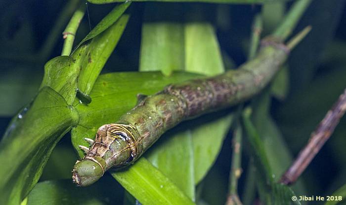 Full grown larva of Eupanacra busiris busiris, Menglun County, Yunnan, China, 500m. Photo: © He JiBai, 2018.