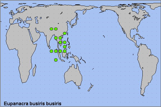 Global distribution of Eupanacra busiris busiris. Map: © NHMUK.