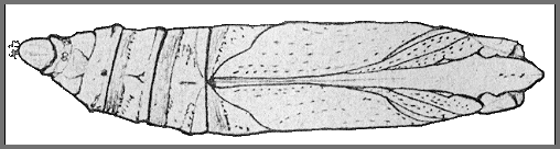 Pupa of Eupanacra busiris busiris. Image: Mell, 1922b