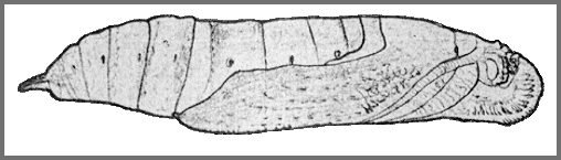 Pupa of Eupanacra busiris busiris. Image: Mell, 1922b