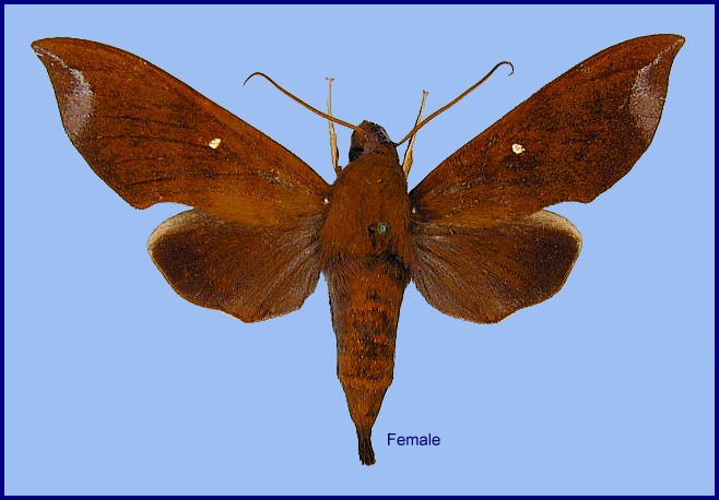 Female Eurypteryx dianae (upperside), Dayao Shan, Guangxi, China. Photo: © Ronald Brechlin