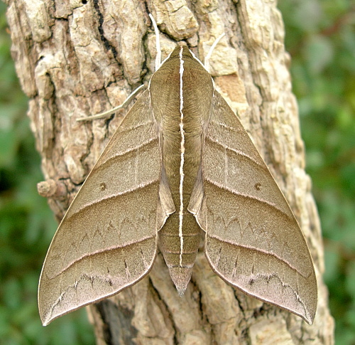 Adult male Elibia dolichoides, Xishuangbanna, Yunnan, China. Photo: © Tony Pittaway