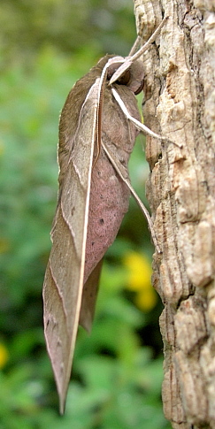 Adult male Elibia dolichoides, Xishuangbanna, Yunnan, China. Photo: © Tony Pittaway