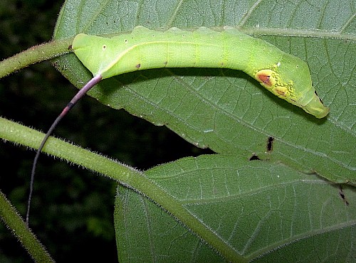 Fourth instar larva of Elibia dolichoides, Xishuangbanna, Yunnan, China, 28.viii.2005. Photo: © Tony Pittaway