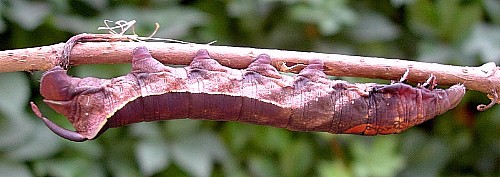 Final instar larva of Elibia dolichoides, Xishuangbanna, Yunnan, China. Photo: © Tony Pittaway