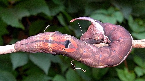 Final instar larva of Elibia dolichoides, Xishuangbanna, Yunnan, China. Photo: © Tony Pittaway