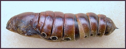 Pupa of Elibia dolichoides, Xishuangbanna, Yunnan, China. Photo: © Tony Pittaway