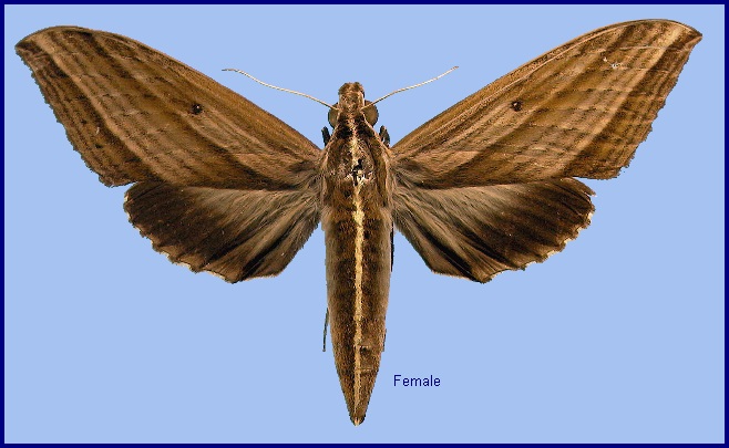 Female Elibia dolichus. Photo: © NHMUK