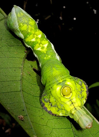 Final instar, green form larva of Elibia dolichus, Bintulu Div., Sarawak, Malaysia. Photo: © Leong Tzi Ming