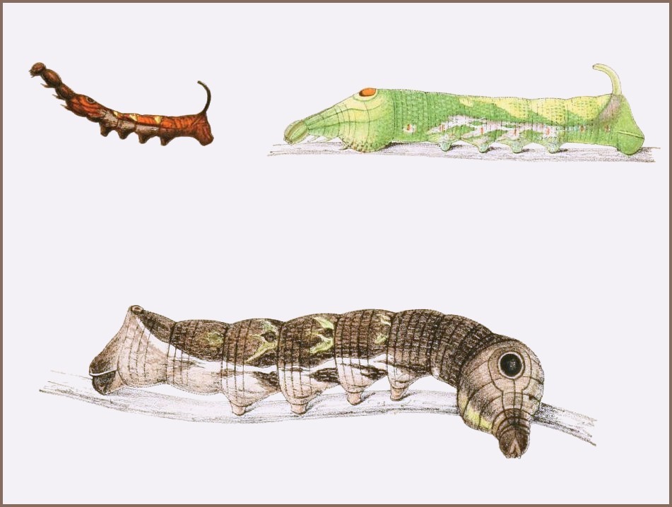 Final instar, brown form larva of Elibia dolichus (and earlier stages), Indonesia. Image: Piepers, 1897.