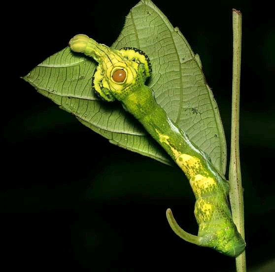 Fourth instar, green form larva of Elibia dolichus, Khao Sok National Park, Thailand, 2018. Photo: © Chris Khaosok.