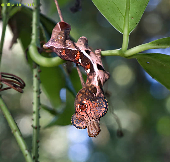 Final instar, brown form larva of Elibia dolichus, Menglun, Yunnan, China, 31.i.2019. Photo: © He JiBai.