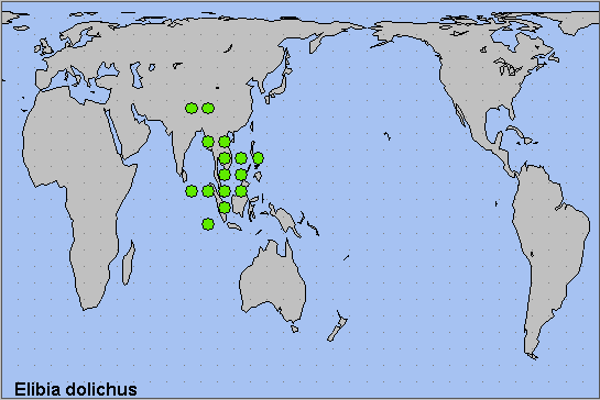 Global distribution of Elibia dolichus. Map: © NHMUK.