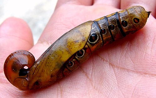 Pupa of Elibia dolichus, Bintulu Div., Sarawak, Malaysia. Photo: © Leong Tzi Ming