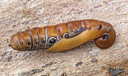 Pupa of Elibia dolichus, Khao Sok National Park, Thailand, 2018. Photo: © Chris Khaosok.