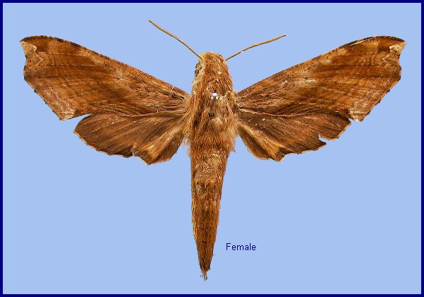 Female Eupanacra malayana. Photo: © NHMUK