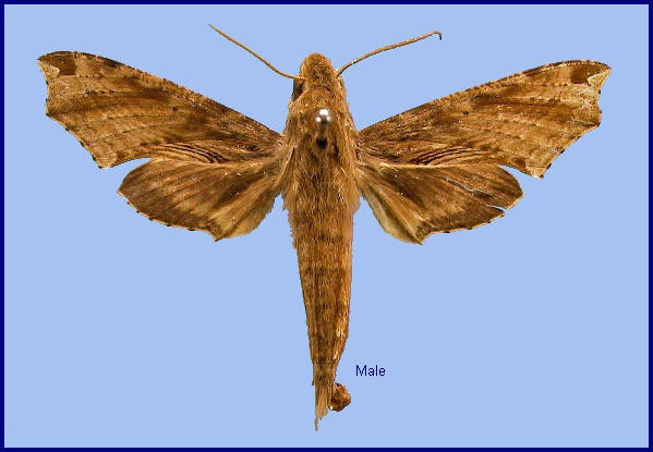 Male Eupanacra malayana. Photo: © NHMUK