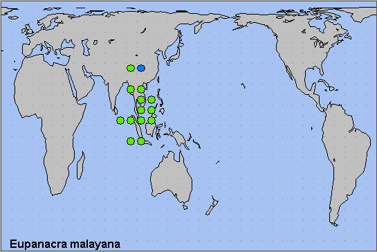 Global distribution of Eupanacra malayana. Map: © NHMUK.